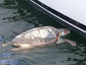 A dead turtle with fishing line around it's neck floats next to Gaia
