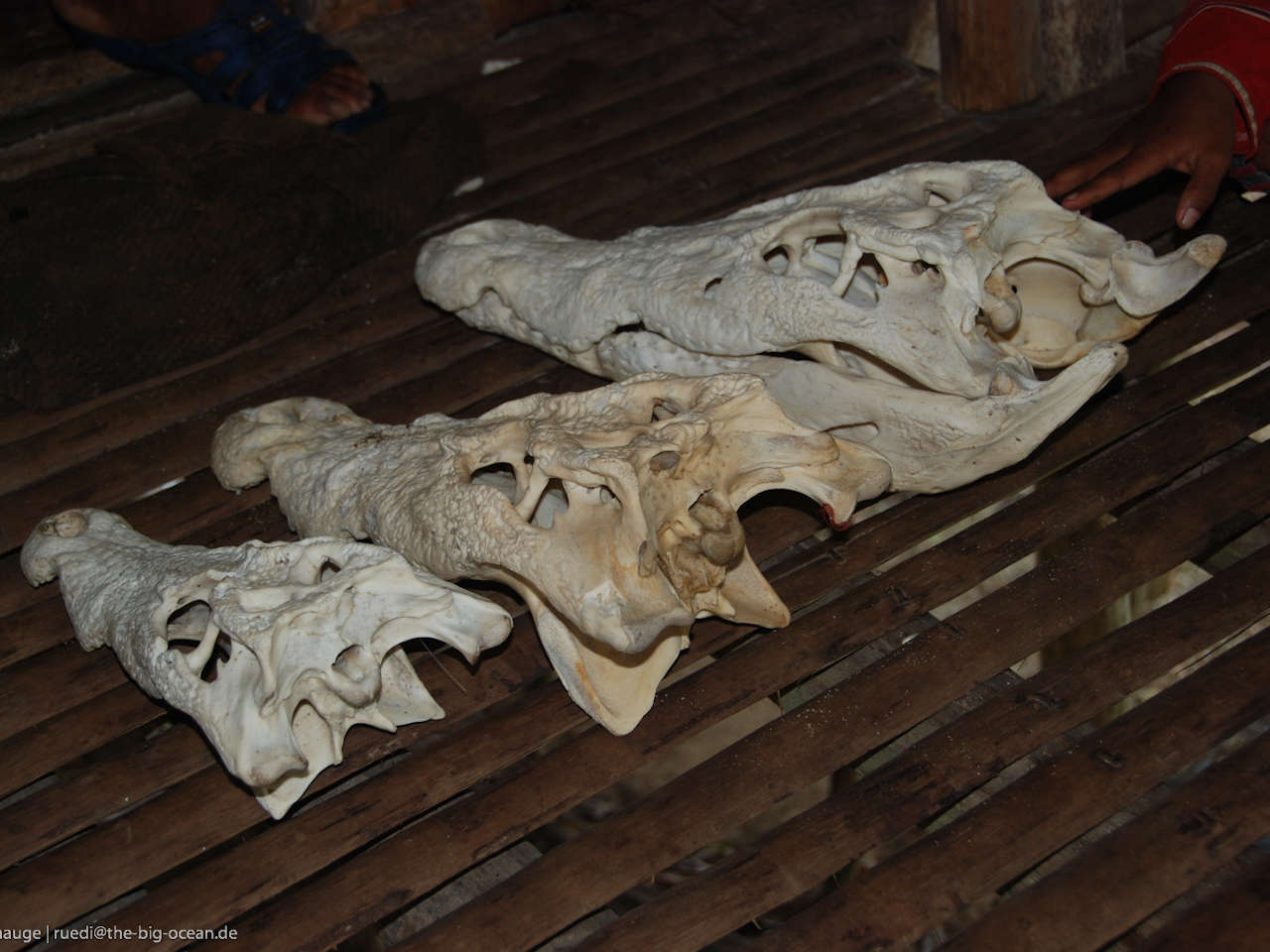 Crocodile skulls