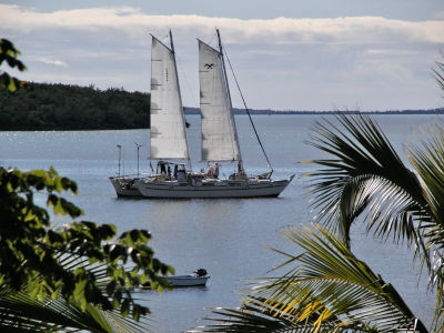 Large catamaran sailing, viewed from land through trees