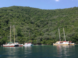 Three boats moored next to land covered in trees
